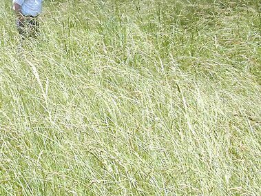 A man standing in a field of tall fescue with trees in the background.