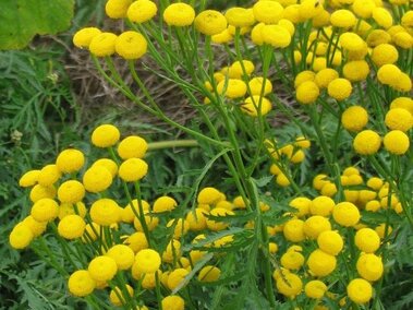 Common tansy button-like yellow flowers and fern-like green foliage