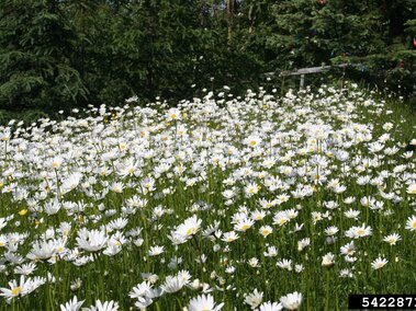 Field of white daisies under a sunny sky, with green trees in the background.