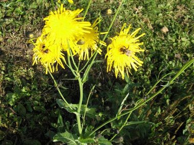 Yellow flowering perennial sowthistle with spiky petals on green stems against a grassy background.