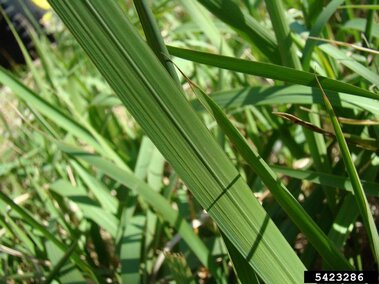 A closeup of the top of a cogongrass leaf blade with its midvein visible