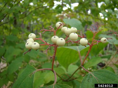 White berries with red stems surrounded by green leaves in an outdoor setting.