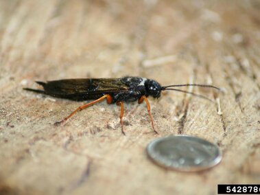 Sirex woodwasp next to a quarter. 