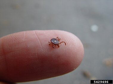Tick on a fingertip with a blurred outdoor background.