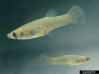 Two western mosquitofish floating swimming underwater