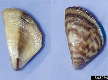 A closeup of two adult d-shaped zebra mussels