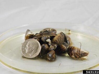 A closeup of a cluster of zebra mussels in a petri dish with a U.S. dime for scale