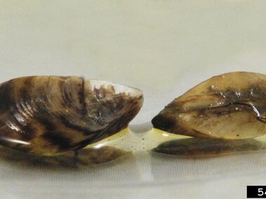 A side profile view of two zebra mussels