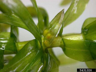 A closeup of Brazilian waterweed leaves on a stem
