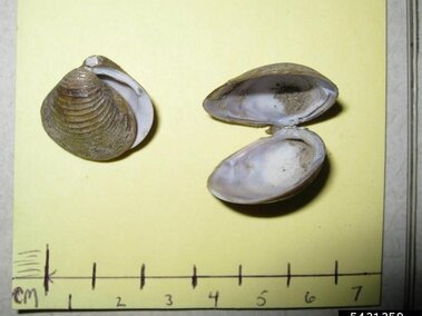 A closeup of an open freshwater golden clam shell with a semi-open freshwater golden clam shell