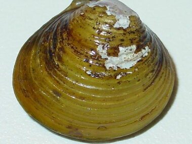 The yellow morph exterior of a freshwater golden clam shell