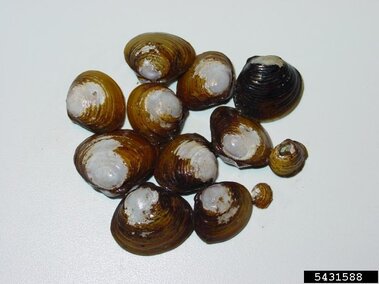 A cluster of freshwater golden clams in varying sizes and colors