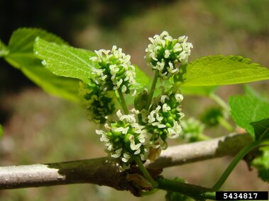 Green mulberry flowers with small leaves on a branch in sunlight.