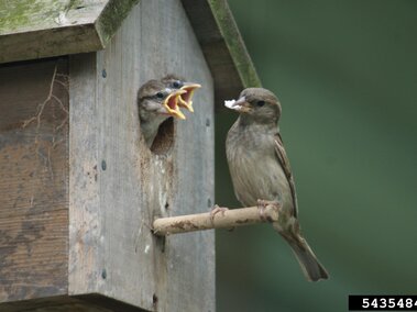 House sparrow feeding a chick at a wooden birdhouse, chick's mouth open wide.