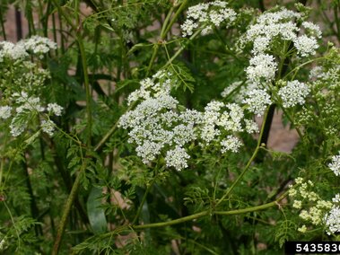 Poison hemlock with small, white blooms and feathery green leaves in a natural setting.