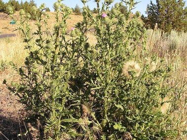 A closeup of a bull thistle plant in a pasture