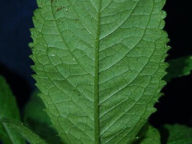 The closeup of the underside of a cutleaf teasel plant leaf