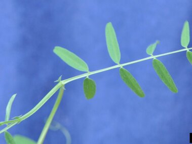 A single green plant stem with small paired leaves against a blue background.