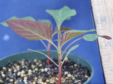 Young plant with reddish stems and green leaves in a small pot; ruler visible in background.