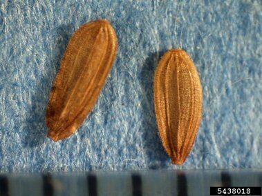 Two brown seeds on a textured blue surface, with a small ruler visible at the bottom edge.