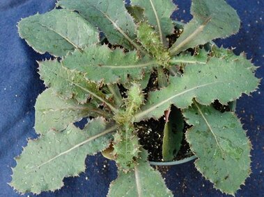 Green perennial sowthistle plant with jagged leaves in a pot on a blue fabric background.
