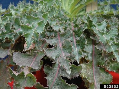 Spiky green perennial sowthistle leaves with serrated edges, displayed against blue and red background.