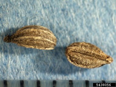 Two brown, ridged seeds on a blue textured surface, with a ruler at the bottom edge.