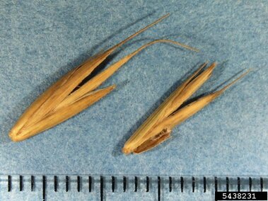 Two dried quackgrass seeds on a blue surface, next to a ruler for scale.