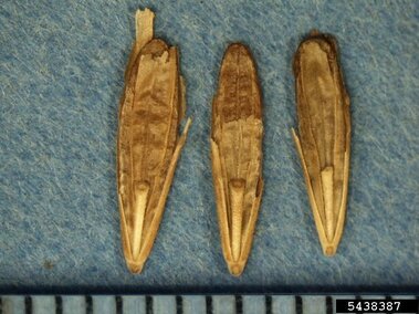 Three brown rice seeds infested with pests on a blue background, ruler shown for scale.
