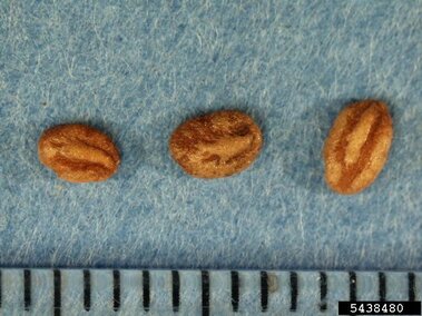 Three brown seeds on a blue surface, shown next to a ruler for scale.