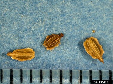 Three brown seeds on a textured blue surface with a measuring scale at the bottom.