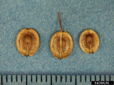 Three brown seeds on a blue surface, with a ruler for scale at the bottom.