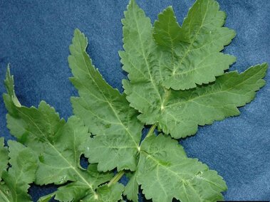 Wild parsnip leaves on a blue textured background.