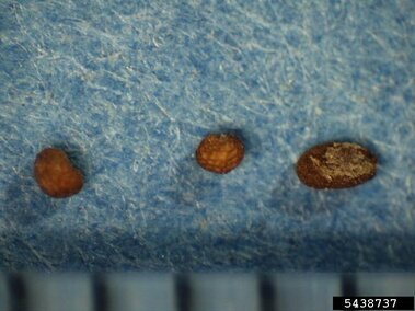 Three brown speckled seeds on a blue textured surface.