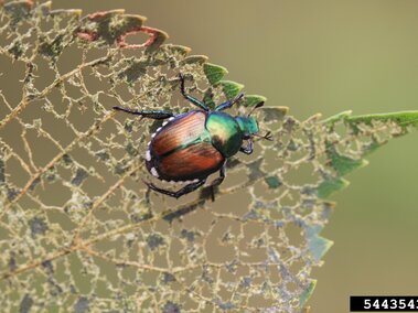 A Japanese beetle on a skeletonized leaf.