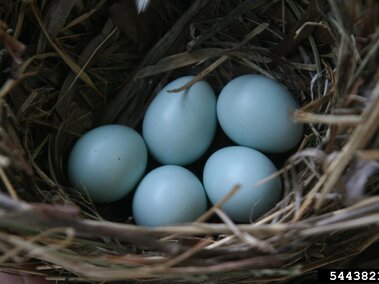 Five pale blue eggs in a nest made of twigs and grass.