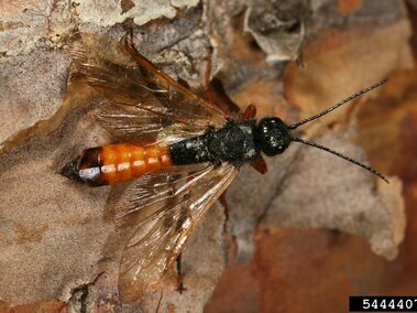 Male sirex woodwasp on tree bark. 