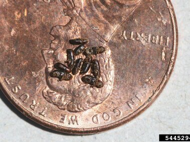 Walnut twig beetles clustered on a U.S. penny for size comparison.