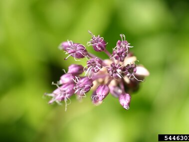 Purple flower buds with curly stamens on a blurred green background.