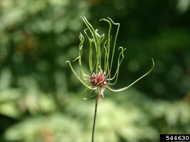 Green plant with thin, curling stems and a small purple center against a blurred outdoor background.