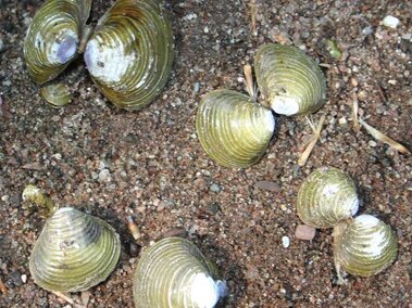 Empty freshwater golden clam shells on the ground