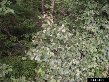 Amur maple