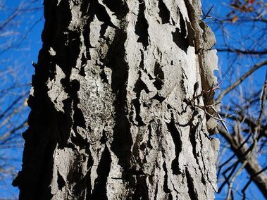 Deeply furrowed, ash gray honey locust tree trunk. 