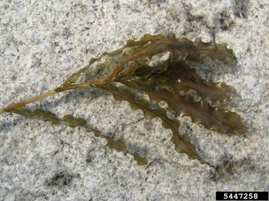 A piece of curly-leaf pondweed plant showing its stem and leaves.