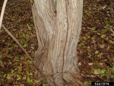 A closeup of the pale brown bark on the central trunk of an amur honeysuckle bush