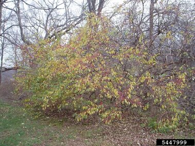 An amur honeysuckle bush with its red berries visible