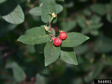 Red berries and green leaves on a Tartarian honeysuckle, captured in natural lighting.