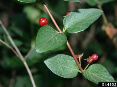 Red berries and green leaves on a thin branch against a blurred natural background.