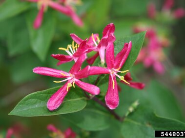 Bright pink honeysuckle flowers with yellow stamens and vibrant green leaves.