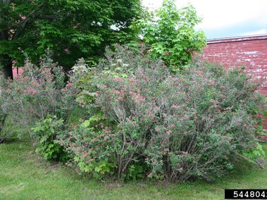 Tartarian honeysuckle growing in an urban environment. 